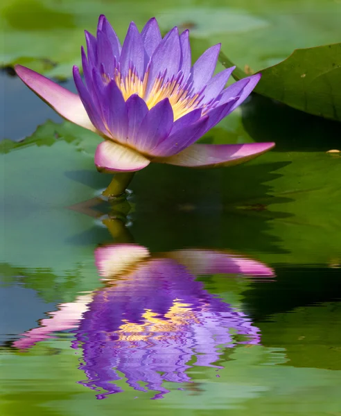 Foto de cerca de la flor de loto natural —  Fotos de Stock