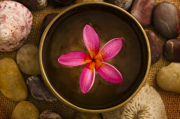 Frangipani spa conceito foto — Fotografia de Stock