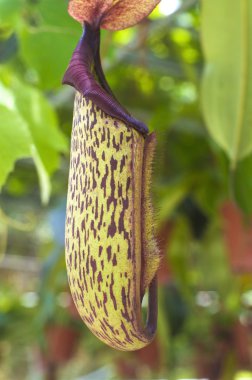 Carnivorous pitcher plant clipart