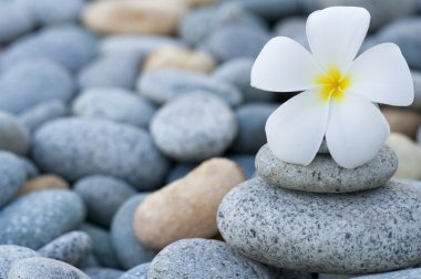 Frangipani with with stack of rocks clipart