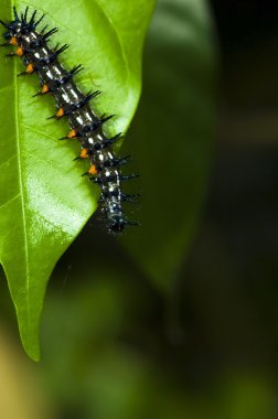 Close up shot of caterpillar clipart