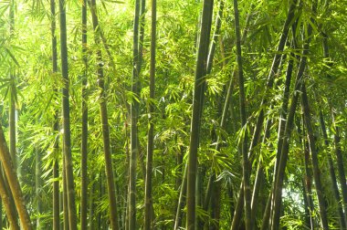 Bambu.
