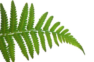 -beyaz izole yaprak yeşil