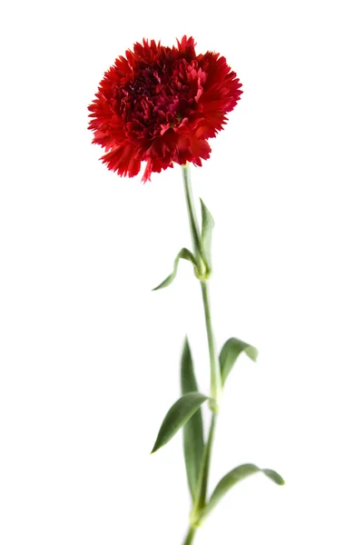 Isolated carnation — Stock Photo, Image