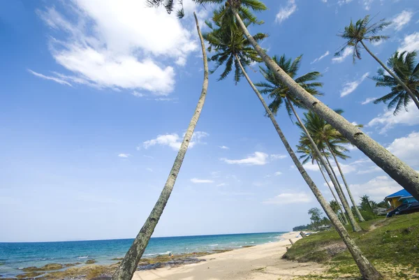 Blue beach with coconut tree — Stock Photo, Image