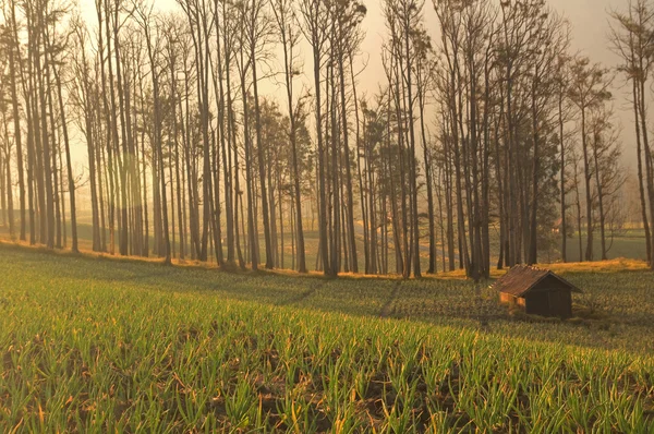 Tierras de niebla en Java —  Fotos de Stock