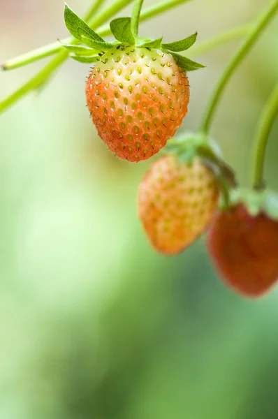 Strawberry fruits on the branch with morning golden sunlight shi — Stock Photo, Image