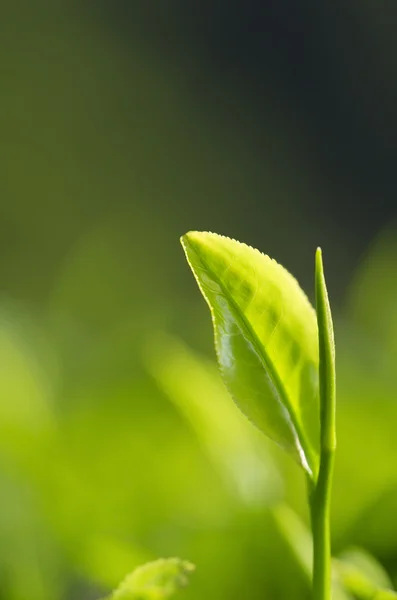 Teeblatt — Stockfoto