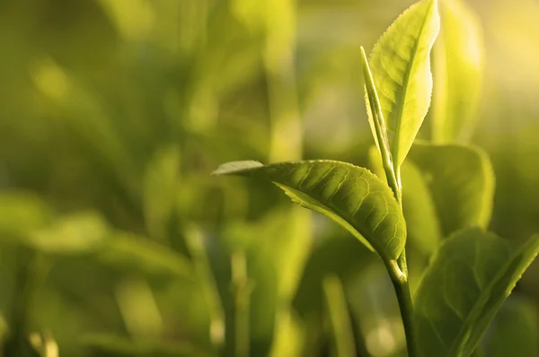 Groene thee blad vroeg in de ochtend met ray van lichten — Stockfoto