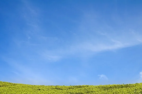Зеленое поле с голубым небом — стоковое фото