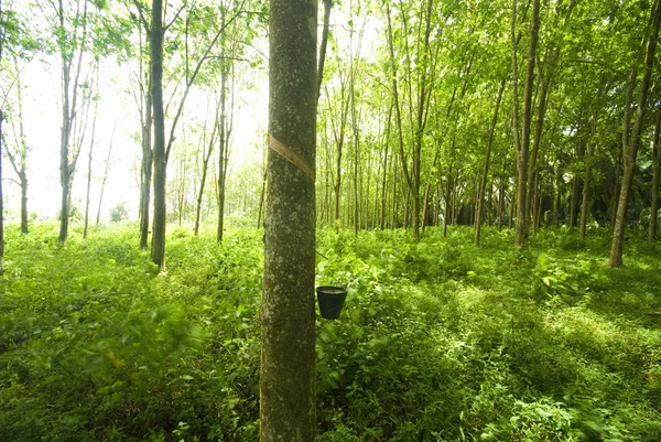 Rubber plantation closeup — Stock Photo, Image