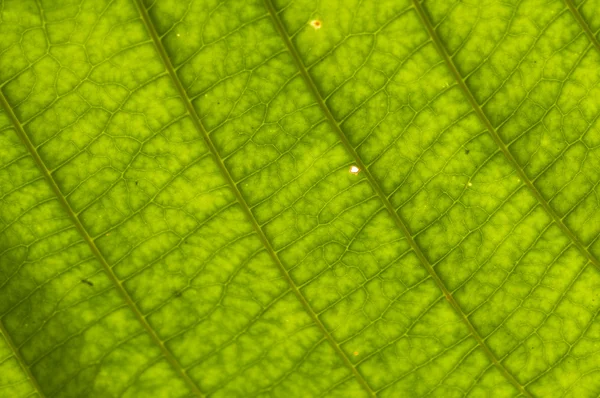 Close up of green leaf — Stock Photo, Image