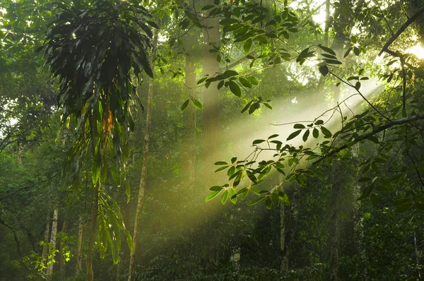 Grüner Wald mit Lichtstrahl — Stockfoto