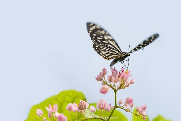 Farfalla con sfondo naturale — Foto Stock