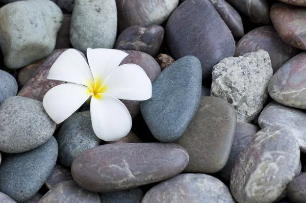 Frangipani flower on a stack of rocks — Stock Photo, Image