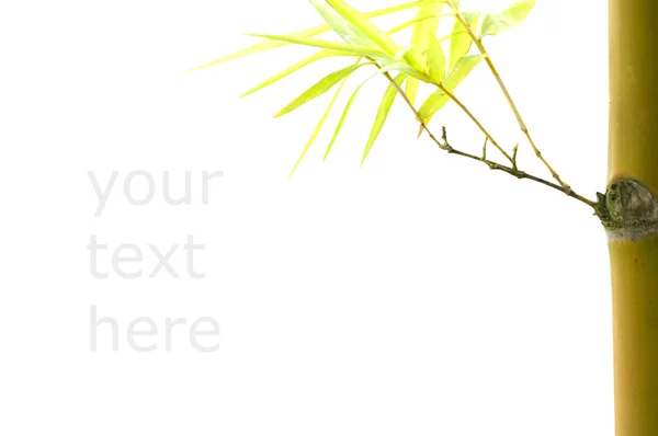 Bambú aislado con copyspace para fines de texto y recorte de pat —  Fotos de Stock