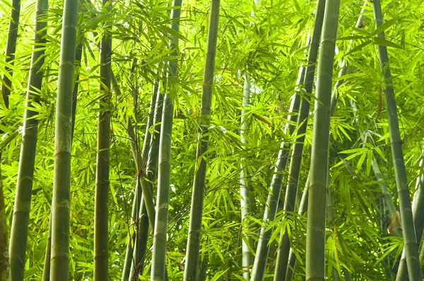 Bambu.
