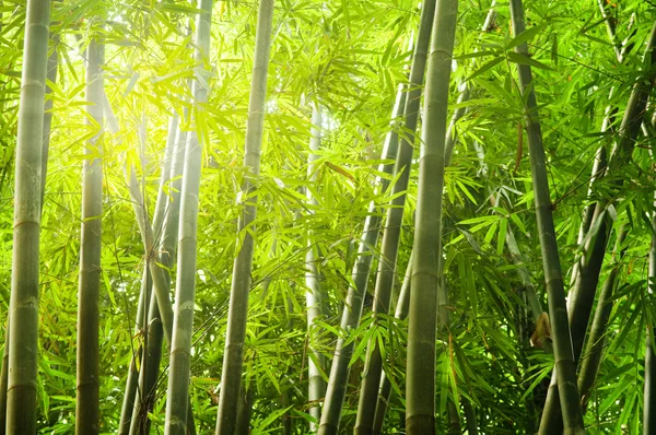 Floresta de bambu com raio de luzes — Fotografia de Stock