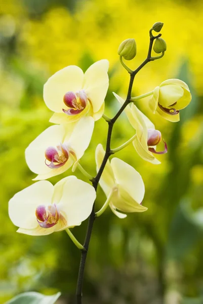 Gros plan de l'orchidée — Photo