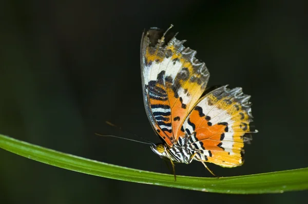Schmetterling mit dunklem Hintergrund — Stockfoto