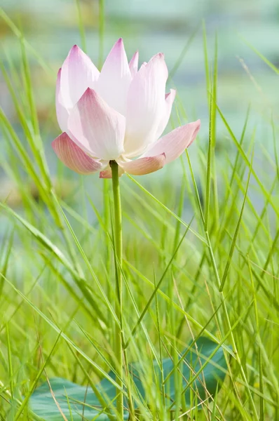 Lotus se zeleným pozadím — Stock fotografie