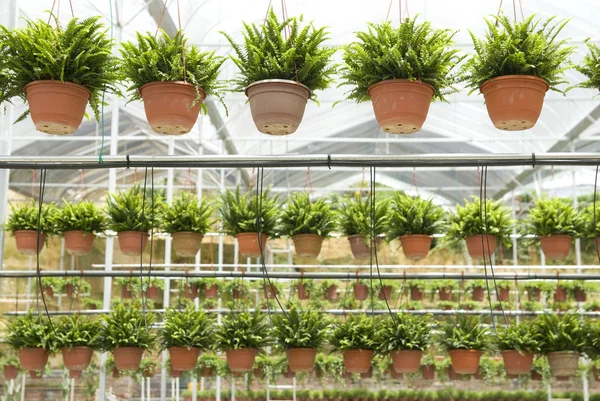 Agriculture nusery farm, with pots hanging — Stock Photo, Image