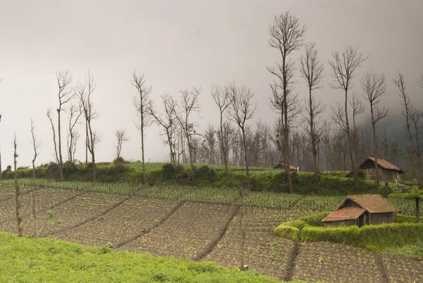 Mistige landbouwgrond in java — Stockfoto