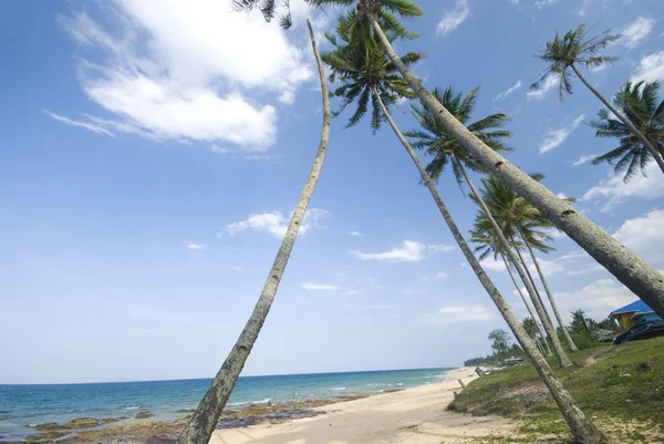 Beach with coconut trees — Stock Photo, Image