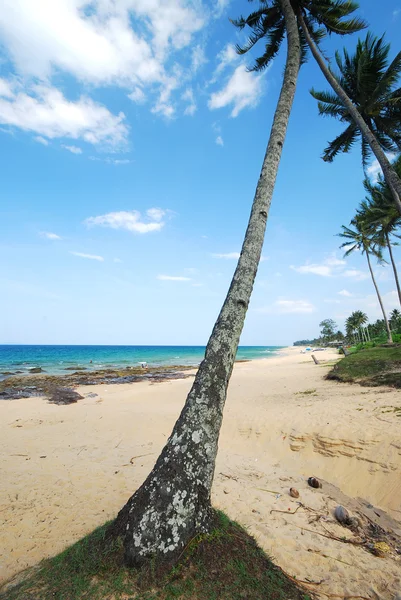 Beach with coconut trees — Stock Photo, Image