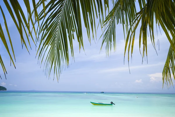 Beach with coconut trees — Stock Photo, Image