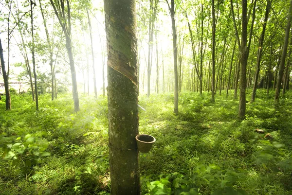 Árbol de goma —  Fotos de Stock