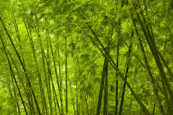 Бамбуковый лес — стоковое фото
