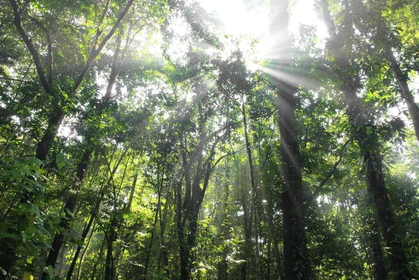 Bosque verde con rayo de luces —  Fotos de Stock