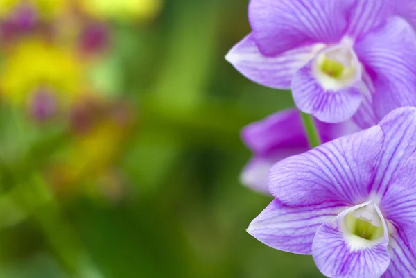 Close up photo of orchid — Stock Photo, Image