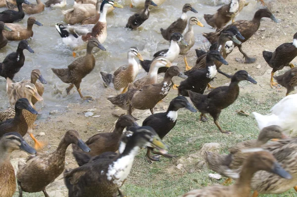 Patos em fuga — Fotografia de Stock