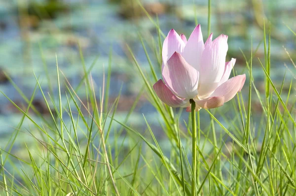 Lotus v přírodě — Stock fotografie