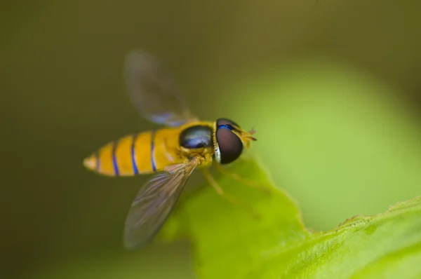 Bir hoverfly atış kapatmak — Stok fotoğraf