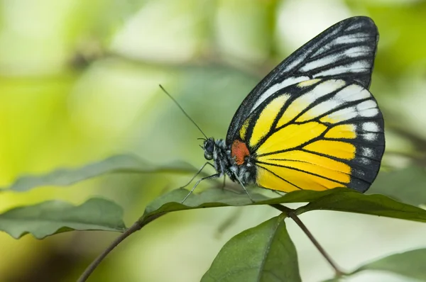 Papillon fermer la photo — Photo