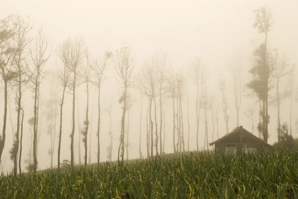 Landbouwgrond — Stockfoto