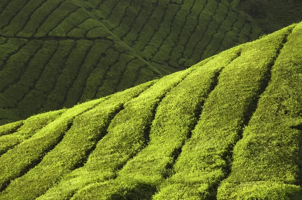 Плантация чая — стоковое фото