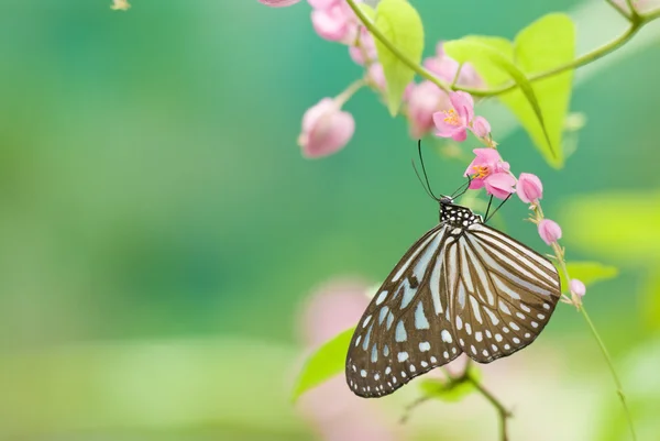 Borboleta — Fotografia de Stock