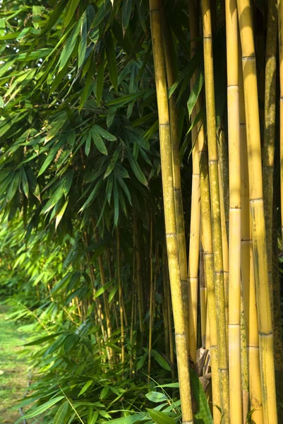 Bambu ormanı — Stok fotoğraf