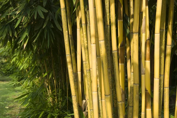 Pădure de bambus — Fotografie, imagine de stoc