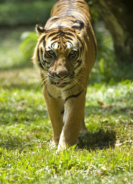 Tiger with green background — Stock Photo, Image