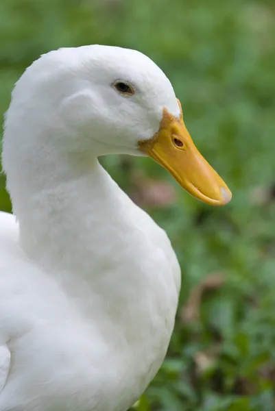 Entenporträt-Zoom — Stockfoto