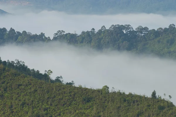 Mañana de bosque brumoso — Foto de Stock