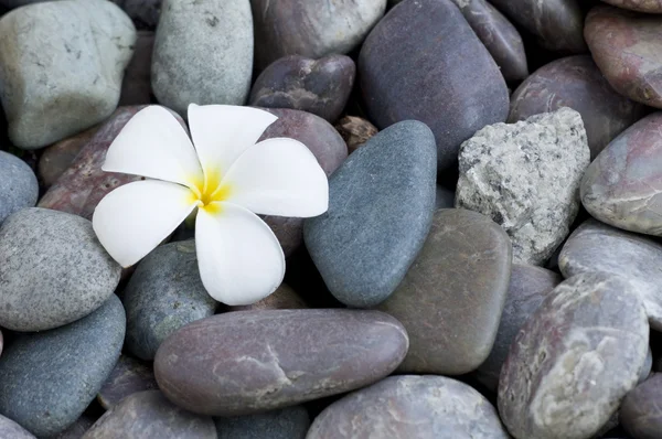 Frangipani flower on a stack of rocks Stock Picture