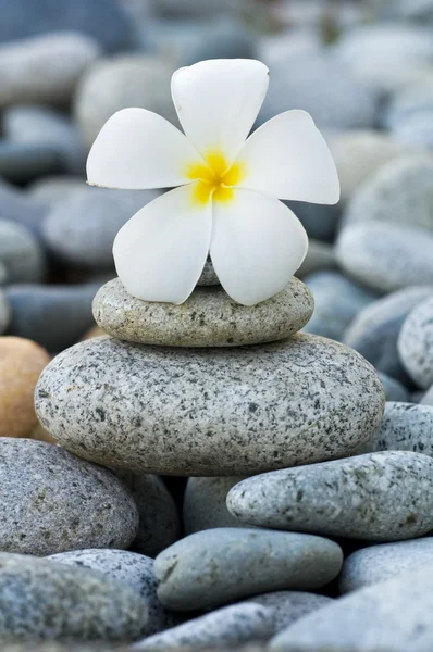 Frangipani with with stack of rocks Royalty Free Stock Images