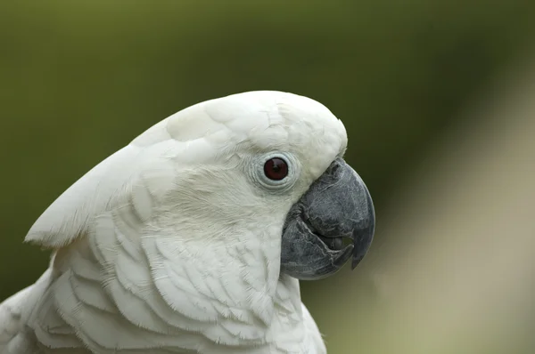 Loro retrato de cerca Imagen De Stock