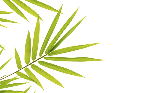 竹与孤立的白色背景 — 图库照片